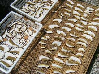 yamadori2013-17.JPG