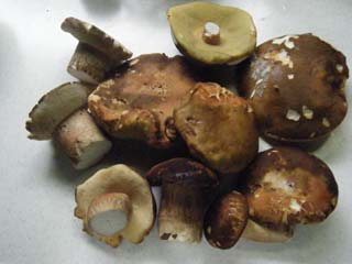 yamadori2013-18.JPG