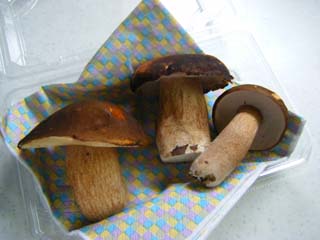 yamadori2013-19.JPG