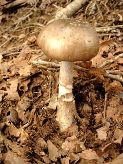 hebikinoko-8.JPG