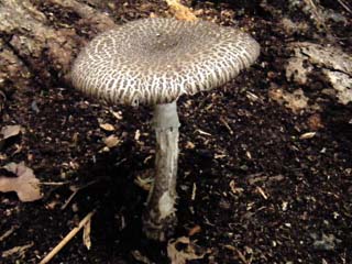 hebikinoko-16.JPG