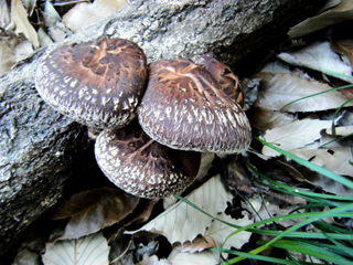 shiitake2014-1.JPG