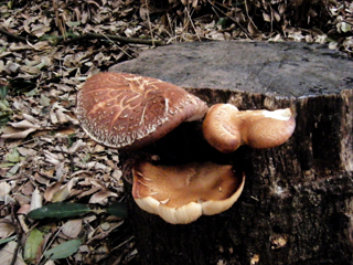 shiitake2014-2.JPG