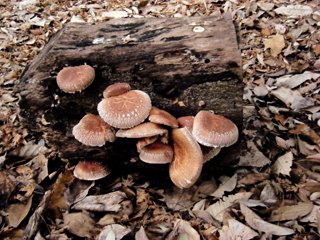 shiitake2014-3.JPG