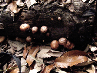 shiitake2014-6.JPG