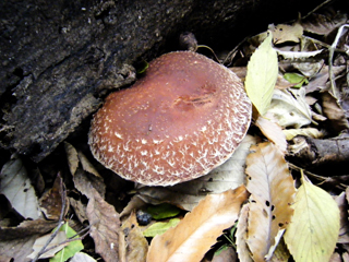 shiitake2014-7.JPG