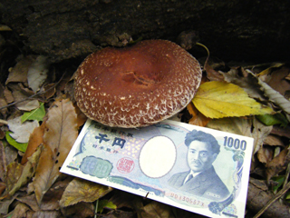 shiitake2014-8.JPG