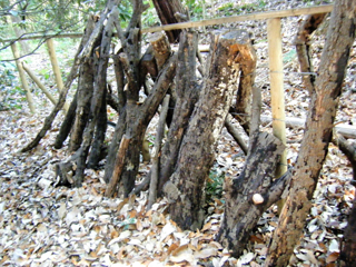 shiitake2014-9.JPG