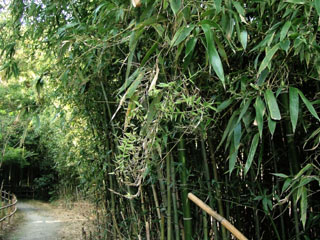 tengusu1-tsuru (1).JPG