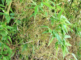 tengusu1-tsuru (3).JPG