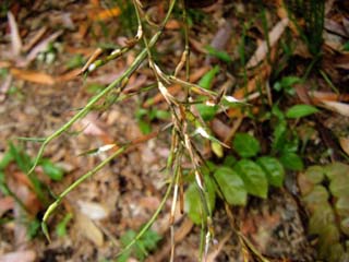 tengusu2-houki (6).JPG