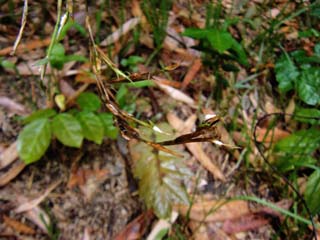 tengusu2-houki (7).JPG