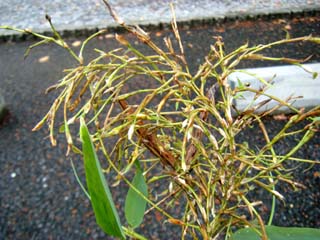 tengusu2-houki (8).JPG