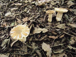 yamadori-1409 (5).JPG