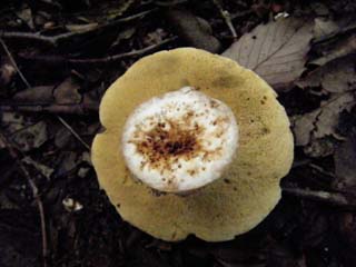 yamadori-1409 (7).JPG