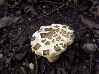 yamadori-1409 (8).JPG