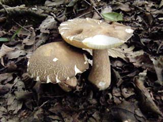 yamadori-1409 (9).JPG