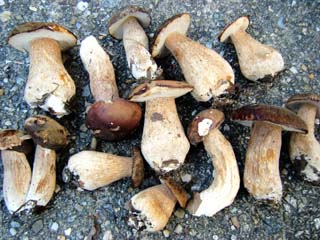 yamadori-1409 (12).JPG