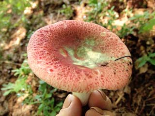 eating (15).JPG