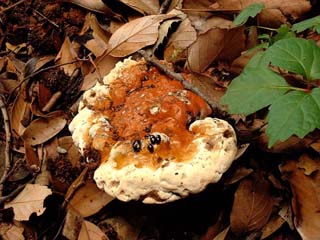 eating (17).JPG