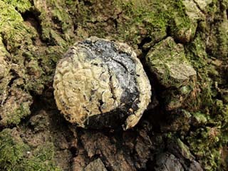 hetatake2010 (2).JPG