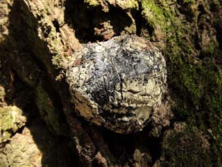 hetatake2010 (3).JPG