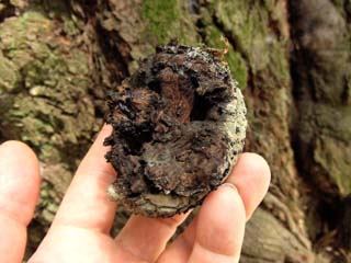 hetatake2010 (5).JPG
