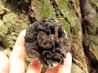 hetatake2010 (6).JPG