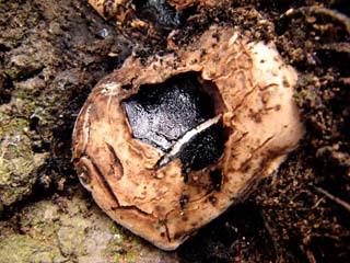 hetatake2011 (2).JPG