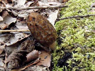 A-morel (1).JPG