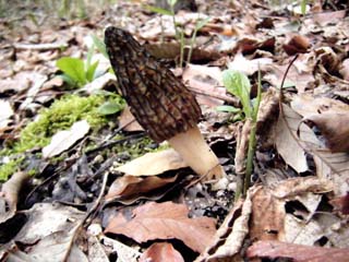 A-morel (4).JPG