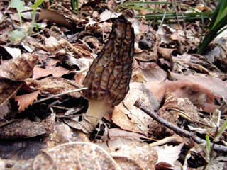 A-morel (5).JPG