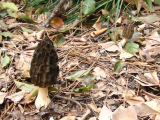 B-morel (1).JPG