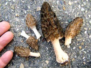 B-morel (2).JPG