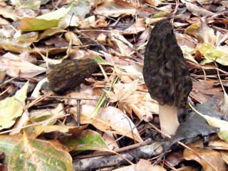 B-morel (4).JPG