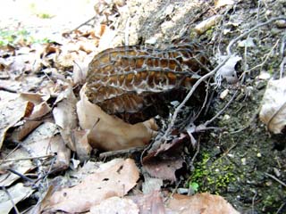 E-morel (2).JPG