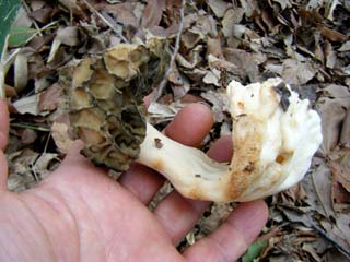 E-morel (5).JPG