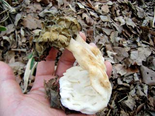 E-morel (6).JPG