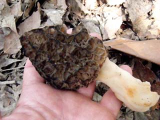 E-morel (9).JPG