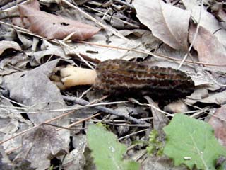 E-morel (10).JPG