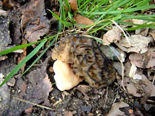 E-morel (12).JPG