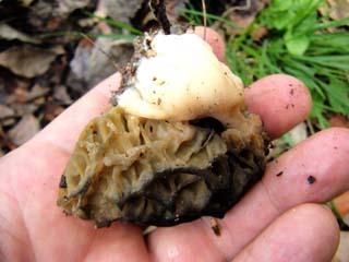 E-morel (13).JPG