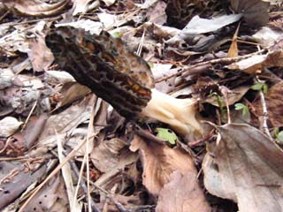 F-morel (1).JPG