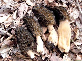 F-morel (2).JPG