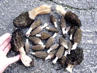 F-morel (7).JPG