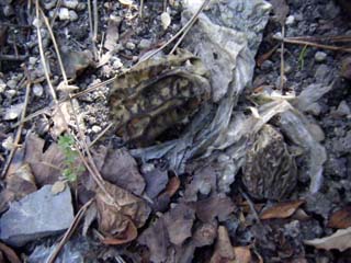 F-morel (8).JPG