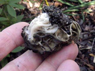 F-morel (9).JPG