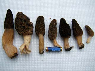 morel-var.JPG