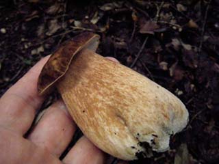 ymdrtkmdk2015 (8).JPG