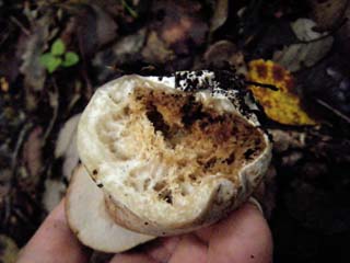 ymdrtkmdk2015 (9).JPG